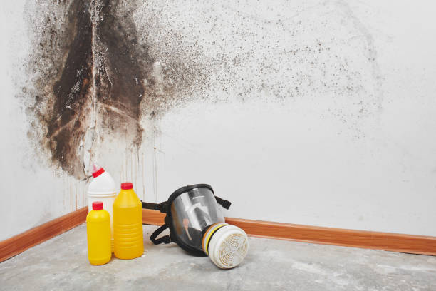 Mold Removal and Inspection in Hollidaysburg, PA